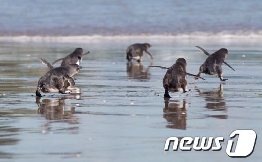 '쇠푸른펭귄'에 대한 누리꾼들의 관심이 뜨겁다. .AFP=News1 ⓒ News1