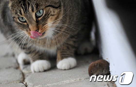 고양이 앞에 놓인 생쥐. ⓒ AFP=뉴스1