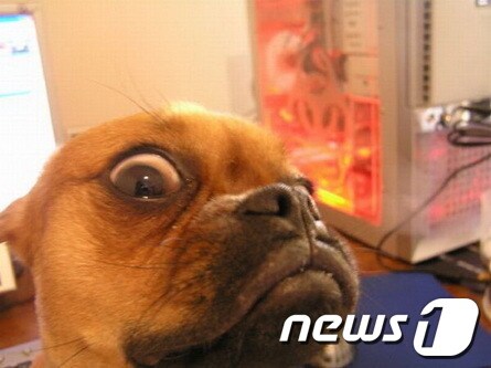 (허핑턴포스트) © News1