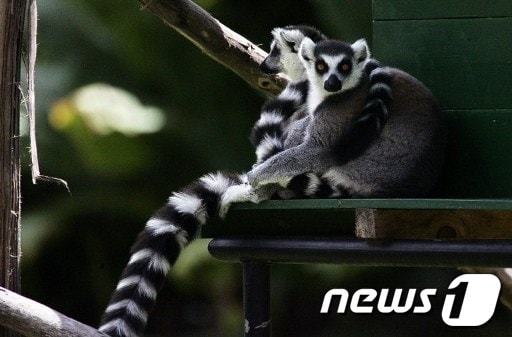 © AFP=News1 