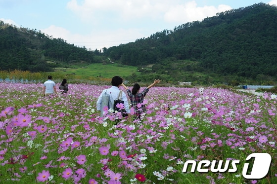 세계문화유산에 등재된 전북 고창군 고인돌유적지 일대에 가을의 전령사 코스모스가 활짝 꽃을 피우며 가을을 알리고 있다./사진제공=고창군© News1 