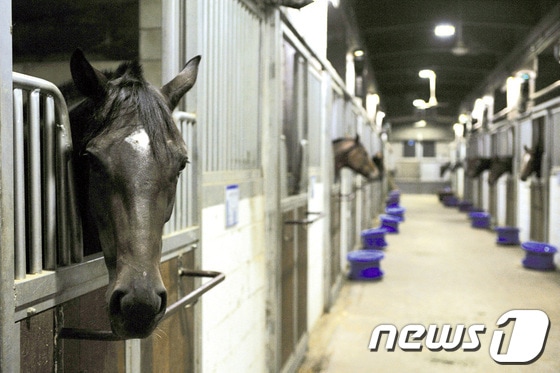 서울경마공원 마방/사진제공=한국마사회© News1  