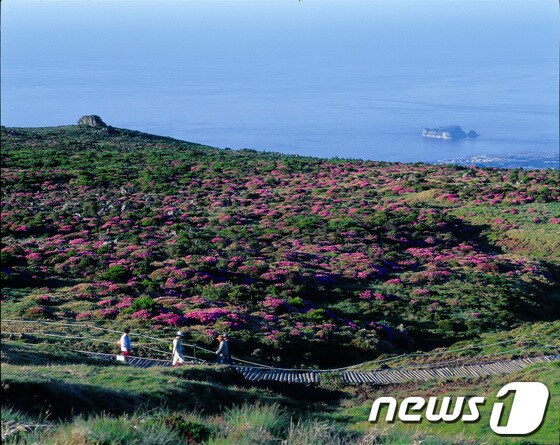 한라산 선작지왓 © News1 