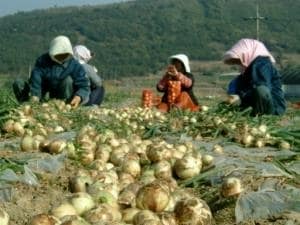 무안양파 수확 장면 © News1   고영봉 기자