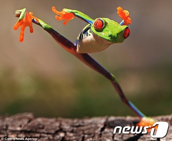 (출처= 데일리 메일) © News1 