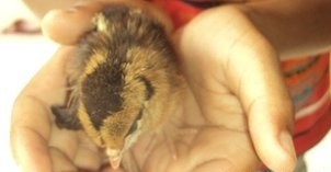 '삐약'하며 태어난 화제의 병아리 (출처=BBC) © News1