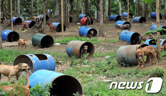 온라인 투견 조직이 필리핀에서 기른 개.© AFP=News1 