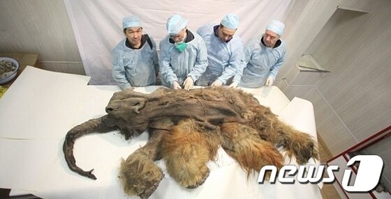 매머드 '유카' (출처=데일리메일) © News1 