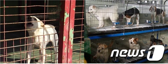 경기도 양주시 한국동물구조관리협회 보호시설. 왼쪽부터 차례로 대형견과 중형견의 모습. © News1