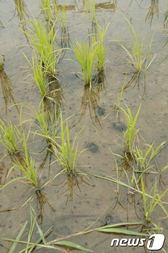 사진제공=함평군 © News1 