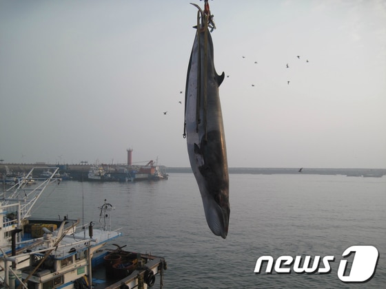 지난 16일 혼획된 밍크고래.(사진제공=태안해양경찰서)© News1