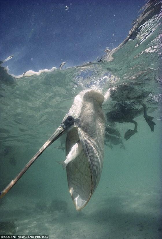 사진작가 튀 드로이(58)가 촬영한 사냥중인 펠리칸의 모습. (SOLENT NEWS AND PHOTOS) © News1