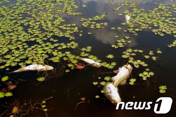 피재윤 기자 © News1 