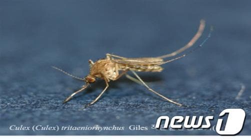 작은빨간집모기(제주도 보건환경연구원 제공) ⓒ News1