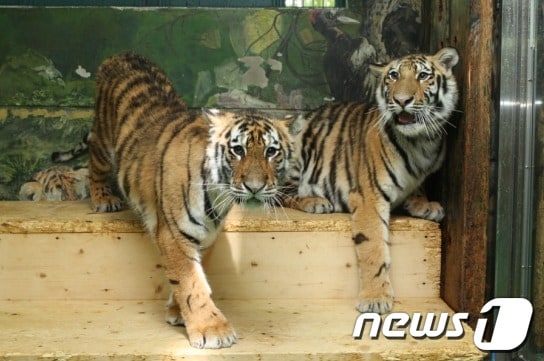 서울대공원의 시베리아 호랑이 '하니'(왼쪽)와 '하나'. © News1  
