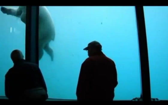 북극곰이 유영하는 모습을 구경하고 있는 관광객.(데일리메일).© News1