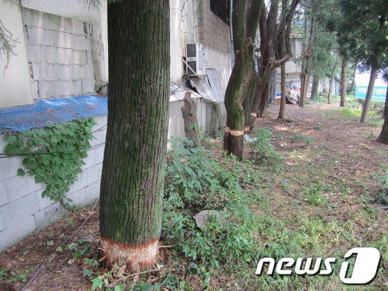                                                   순천의료원에 심어진 측백나무. 밑동부분이 껍질이 벗겨져 있다.© News1 장봉현 기자
