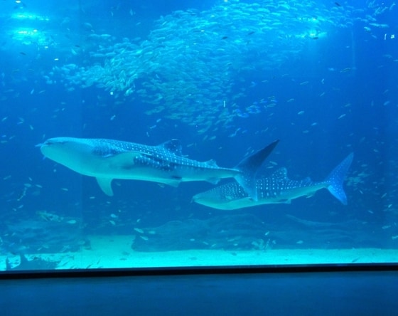 지난 7일 제주 애월읍 하귀리 앞바다에서 잡힌 희귀어종 고래상어 2마리가 아쿠아플라넷 수족관에 기증됐다. (아쿠아플라넷 제주) © News1   김영신 기자