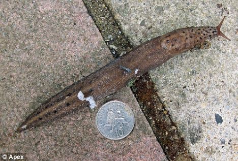 (데일리메일)© News1 