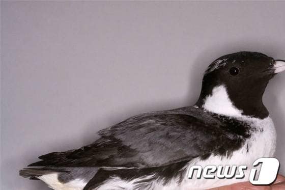 신안군은 24일부터 이틀간 목포 신안비치호텔에서 '제6호히 국제철새심포지엄'을 개최한다. 사진은 바다쇠오리. /사진제공=신안군© News1