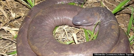 (허핑턴 포스트) © News1 