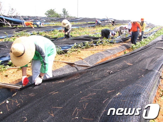 전남도청 대변인실 직원들이 태풍으로 큰 피해를 입은 영암군 시종면 일대 인삼밭에서 복구활동을 벌이고 있다/사진제공=전남도청 © News1 