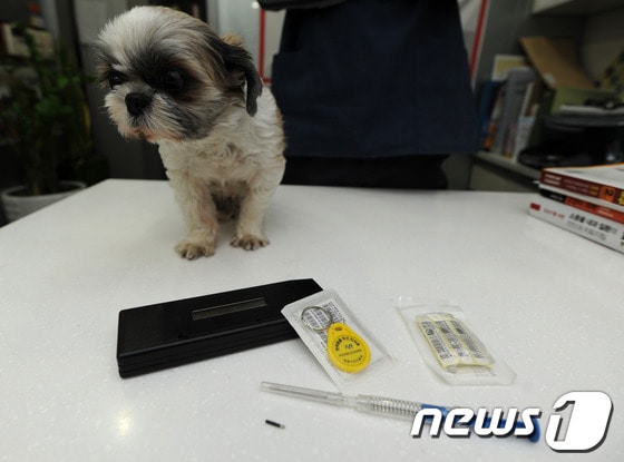 유기견을 막기 위해 시행된 반려동물등록제를 두고 벌써부터 실효성 논란이 일고 있다. 광주의 한 동물병원에서 반려견이 등록을 기다리고 있다. © News1 정회성 기자 