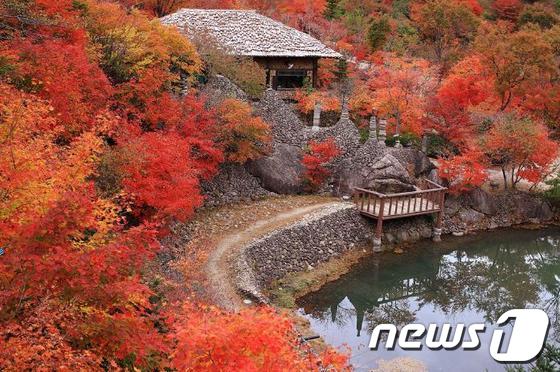삼성궁 가을단풍. (울산 태화강역 제공) © News1  