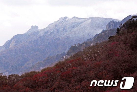 16일 한계령에서 바라본 설악산 봉우리에 어제 내린 눈이 쌓여 있고 능선 아래 계곡에는 붉은 단풍이 자태를 뽑내고 있다. 2013.10.16/뉴스1  © News1   윤창완 기자