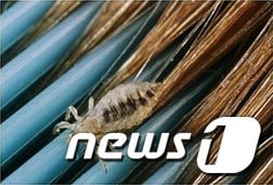 대구지역 학생들 사이에 머릿니 공포가 커지고 있다./사진제공=티스토리(출처)/뉴스1© News1