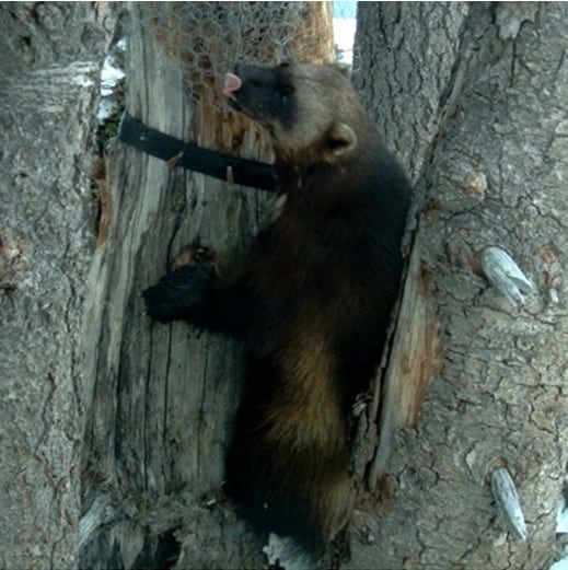 울버린 (사진=온라인 커뮤니티) © News1  