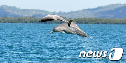 혹등돌고래. © AFP=뉴스1  