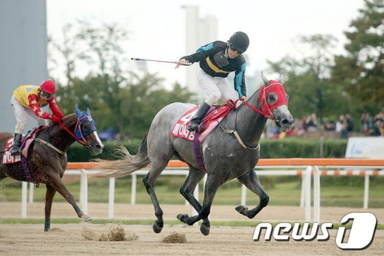 6일 과천 서울경마공원에서 열린 제13회 농림축산식품부장관배 경주에서 조성곤 선수가 기승한 `메이저킹'이 가장 먼저 결승선을 통과하고 있다./사진제공=한국마사회© News1 