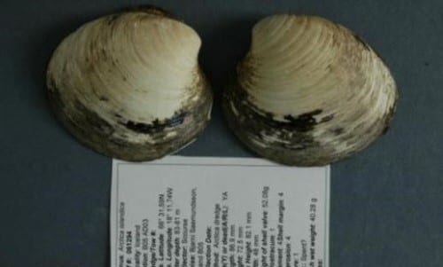 507살 조개(출처=영국 웨일스 뱅거대학교) © News1