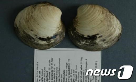 온라인 커뮤니티에 올라온 &#39;507살 조개&#39; 모습© News1  