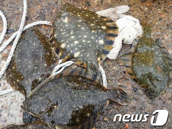 중국산 도다리./ⓒ News1