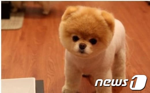 포메라니안(온랑니 커뮤니티© News1  