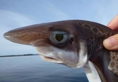 난 백상아리 아님(인터넷 커뮤니티) © News1 