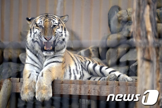 24일 경기 과천 서울대공원 동물원 임시 사육장에서 시베리아 호랑이가 휴식을 취하고 있다. 이날 오전 시베리아 호랑이가 관리자 통로까지 나와 사육사의 목 부위를 무는 사고가 발생해 사고를 당한 사육사 심모씨&#40;52&#41;는 한림대 평촌 병원으로 이송됐으며 관계자와 관람객 등 추가인명 피해는 없는 것으로 알려졌다.서울대공원 측은 사육사가 먹이를 준뒤 문을 제대로 잠그지 않아 이같은 사고가 발생한 것으로 보고 있으며 경찰과 소방당국은 정확한 사고 경위를 조사 중이다. 2013.11.24/뉴스1 © News1   안은나 기자