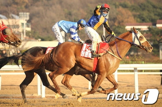 1일 과천 서울경마공원에서 열린 제6회 브리더스컵에서 `청룡비상'과 호흡을 맞춘 서승운이 결숭선을  1위로 통과한 뒤 오른팔을 들어 환호하고 있다./사진제공=한국마사회© News1  
