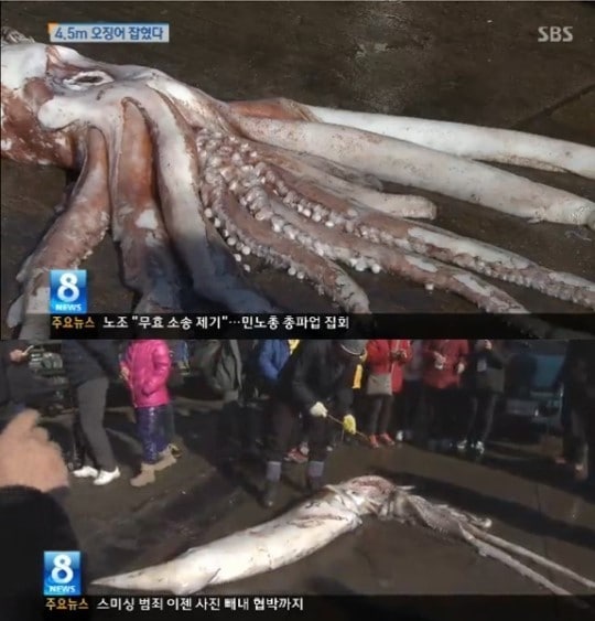 4.5m 대왕 오징어(KNN 보도 화면) © News1
