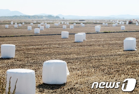 서산시 부석면 A지구 간척지 내에 있는 곤포 사일리지 © News1  