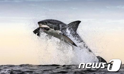 거대백상어의 물개사냥(크리스 맥레넌, 온라인커뮤니티)© News1  