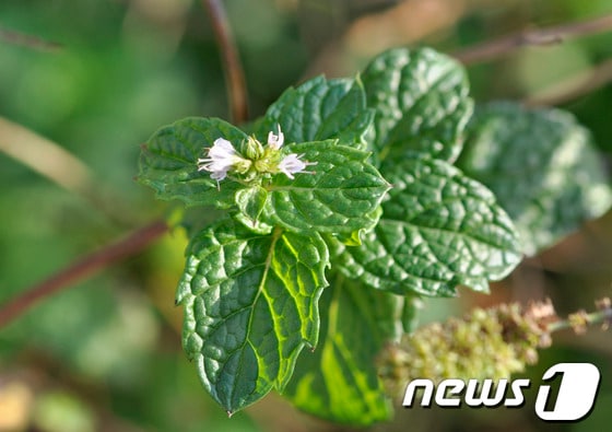 백령도에서 발견되 국내 미기록 식물인 '양박하'. © News1 