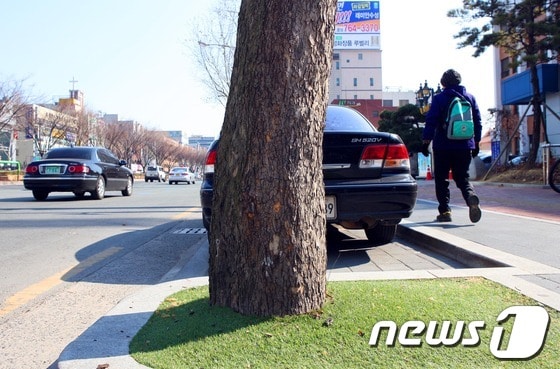 보호판 대신 인조잔디가 깔린 가로수 모습/사진제공=수성구청© News1