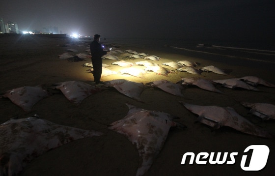 27일(현지시간) 팔레스타인 해변에 밀려온 가오리떼 © AFP=News1
