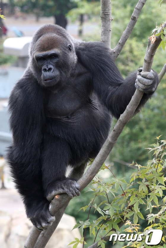 서울대공원  암컷 로랜드고릴라인 '고리나'.  (서울대공원 제공) (사진은 기사 내용과 무관함)  ⓒ News1 DB