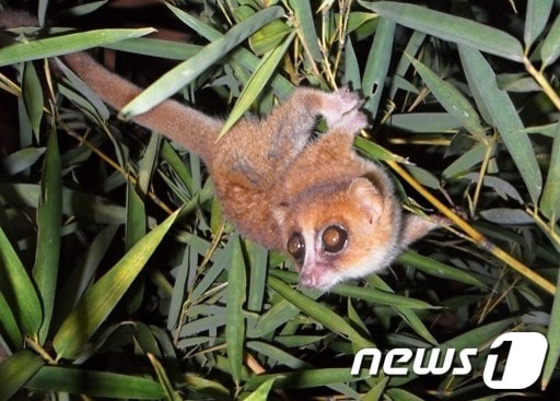 마다가스카르에서 발견돼 최근 영장류 목록에 새로 이름을 올린 쥐여우원숭이(학명 M. marohita). © AFP=News1 