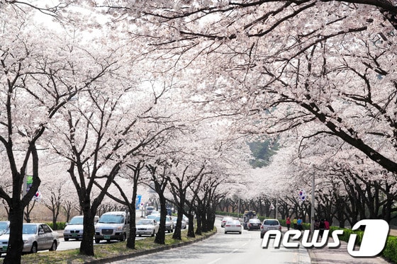 경주 보문단지 도로./사진제공=경주시© News1 