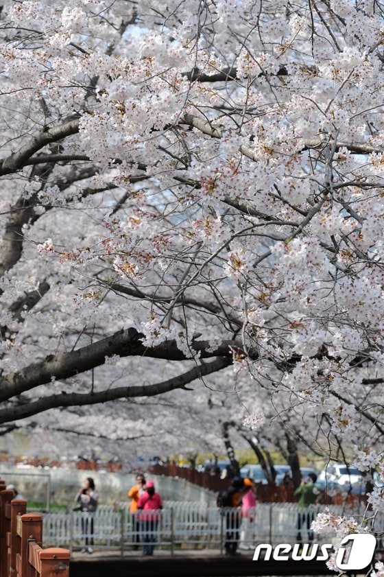 제51회 진해군항제를 하루 앞둔 지난해 3월31일 오후 창원시 진해 여좌천로에 많은 관광객들이 활짝 핀 벚꽃을 구경하고 있다. 2013.3.31/뉴스1 © News1 